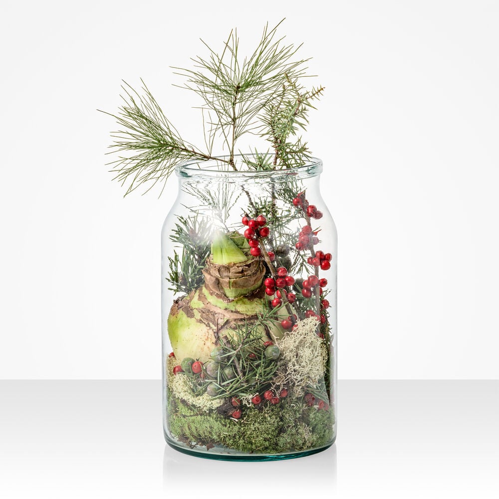 Amaryllis bulb in vase