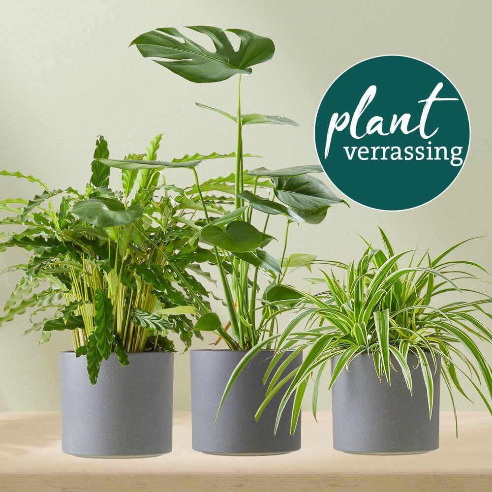 Groene plant met pot
